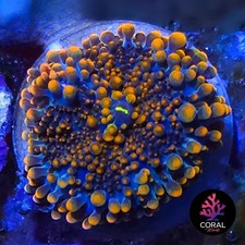 Stunning Orange Yuma 1 Head