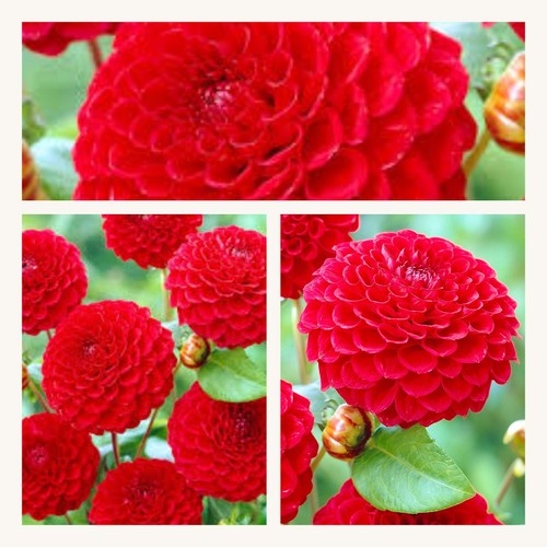 Pompom dahlia nescio 3 - dahlia, x