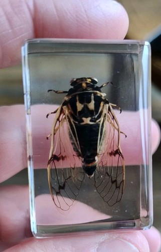 Real cicada flying - real,