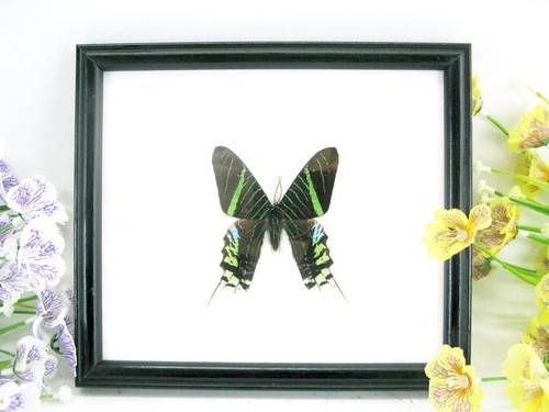 Day moth beautiful real - -,