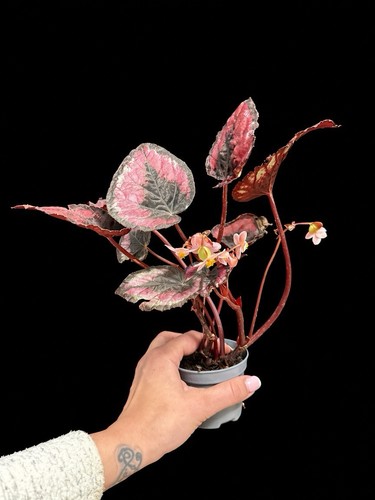 Rare rex begonia variegated - rex,