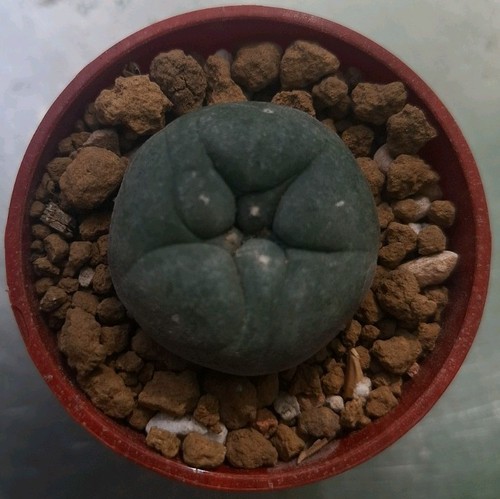 Cactus plant 3cm - plant,