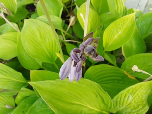 Hosta birchwood gem - gem, plantain
