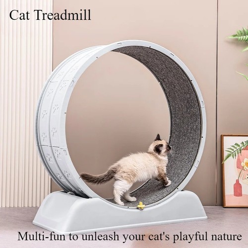 Cat exercise wheel - cat,