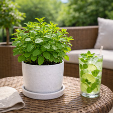 Fresh Mint Plant – Mojito