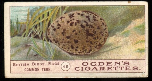 Tobacco card ogdens - ogdens,, birds