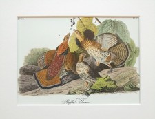 Ruffed Grouse - Audubon Bird
