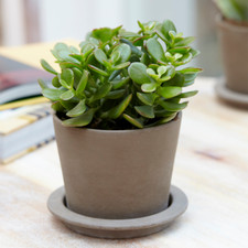 Crassula Ovata 'Money' Plant - Live Indoor Succulent House Plant 12cm Potted