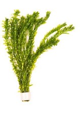 Oxygenating Weed Elodea x 10