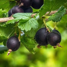 Jostaberry x 3.  2 year old