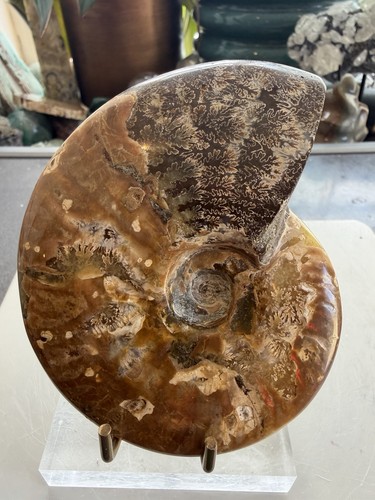 Natural polished ammonite - natural,