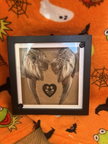 Winged taxidermy curio - winged,