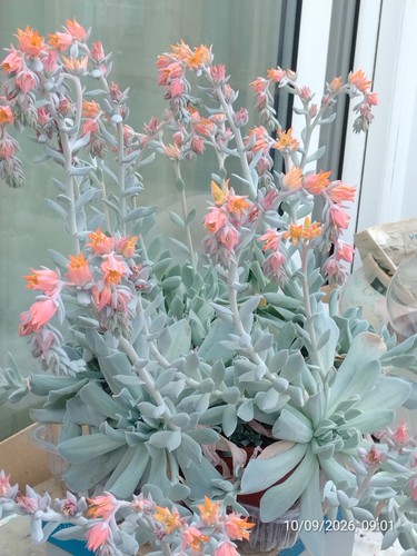 One pot - , (multi