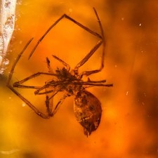 Burmese Amber Fossil: 99