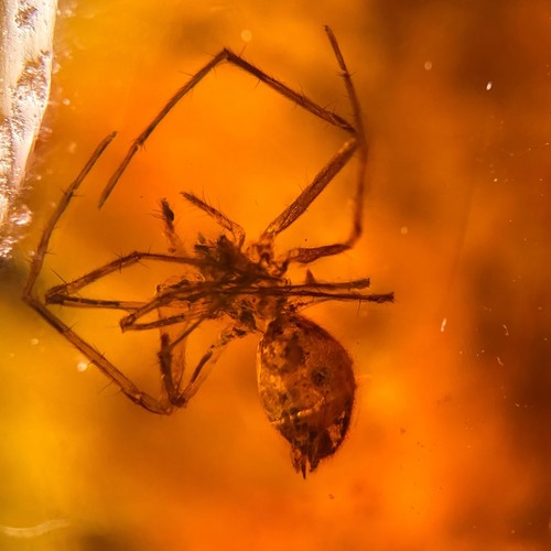 Burmese amber fossil 99 - burmese, fossil: