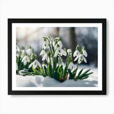 Snowdrops In The Snow 4 Art Print Framed Wall Art Poster Canvas Print Picture