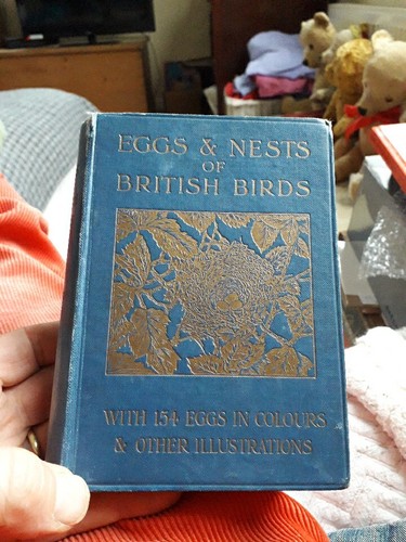 Eggs nests british - eggs, birds
