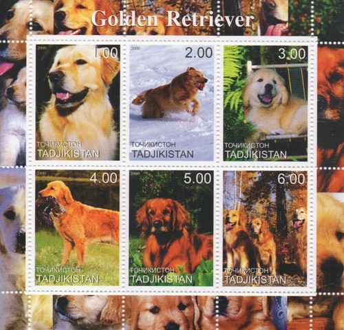 Golden retriever dog canine - retriever,