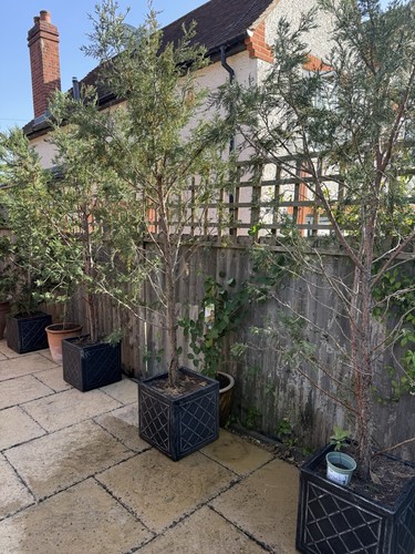 Leylandii hedging plants - hedging, 20l