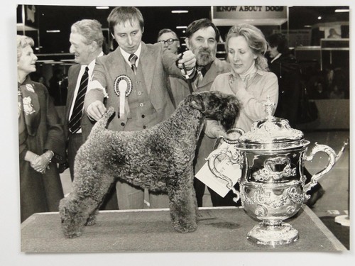 Crufts dog show winner - winner, kerry