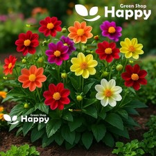 DAHLIA VARIABILIS PICCOLO SINGLE MIGNON 60 SEEDS  EXTRA DWARF AND COMPACT FLOWER