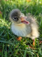 6 duck hatching eggs. Khaki