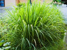 Lemon grass Plant Plugs x 6