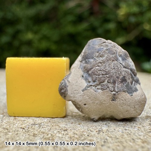 Rare fossil juvenile crab - rare:,