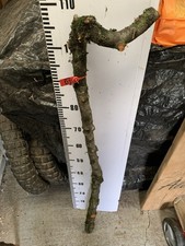 Blackthorn Thorny SHANK