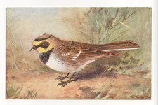 Birds - Shore-Lark - old