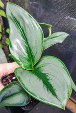 Scindapsus Treubii Moonlight |