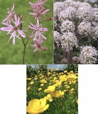 1 Each Of ANGELICA SYLVESTRIS