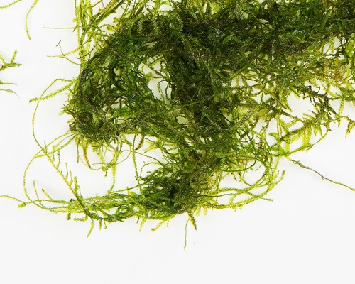 Java moss 250g - 250g,