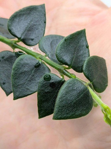 Hoya chinghungensis node - 3,