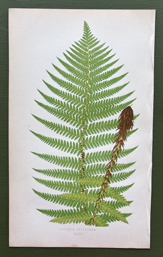 Antique 1857 fern print - 1857,