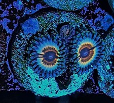 Sonic Flare zoanthid / zoa /