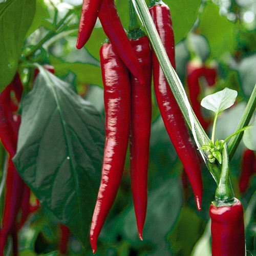 Red chilli pepper - red, easy