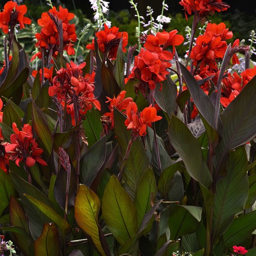Canna cannova bronze - canna,