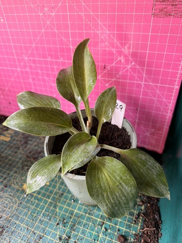 Hosta perennial plant - -,