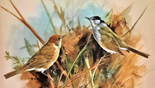 ** BLACKCAPS IN TREE ** VINTAGE 1960s PRINT OF A PAINTING BY BASIL EDE