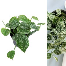 Scindapsus pictus ‘Argyraeus’ - Satin Pothos Indoor Plant in 12cm Pot