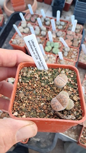 Lithops karasmontana