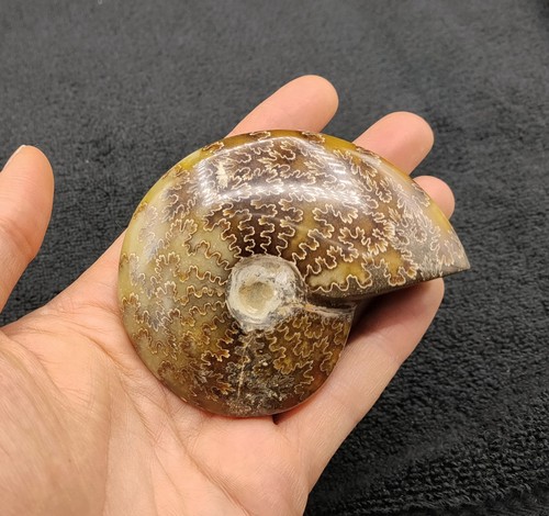 Ammonite cleoniceras whole - cleoniceras,