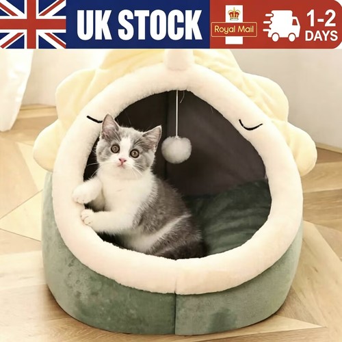 Pet cute cat warm - cute,