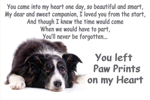 Border collie pet loss - pet,
