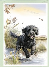 Labradoodle doodle black dog - labradoodle,