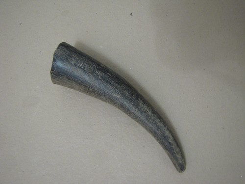Water buffalo horn walking - buffalo, fr