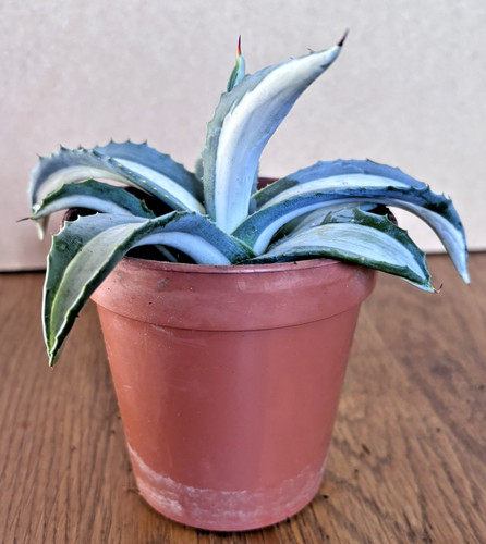Agave americana medio picta - americana,