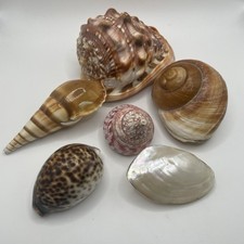 Shells natural bullmouth - shells,