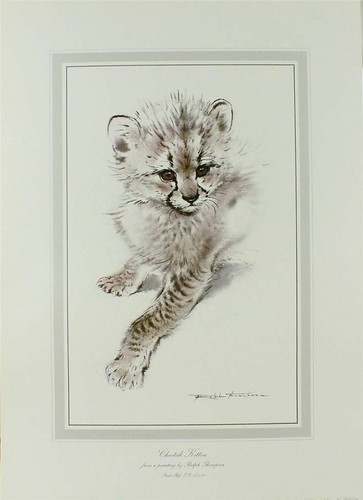 Print cheetah kitten - print/,